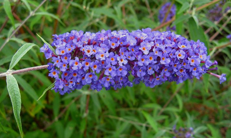 Buddleia