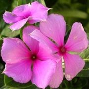 fiori pervinca