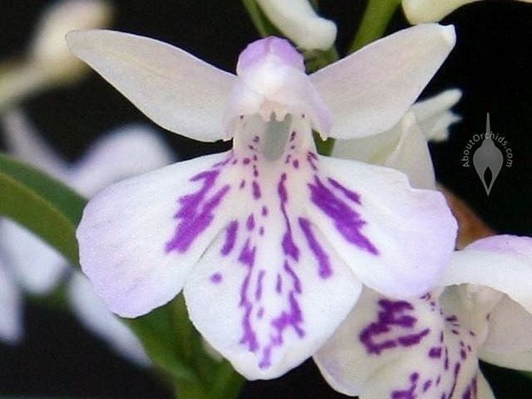 fiore di orchidea