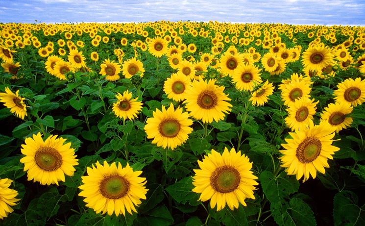 Campo di girasoli