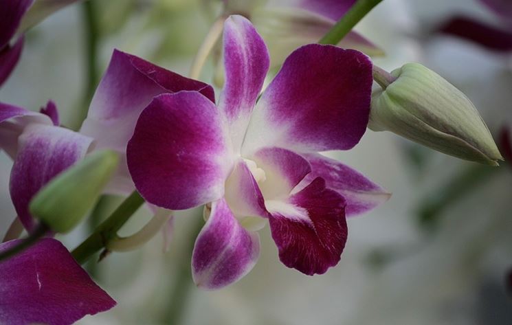 Orchidea viola