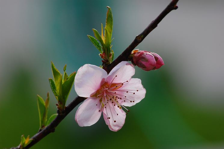 ramo con fiore di pesco