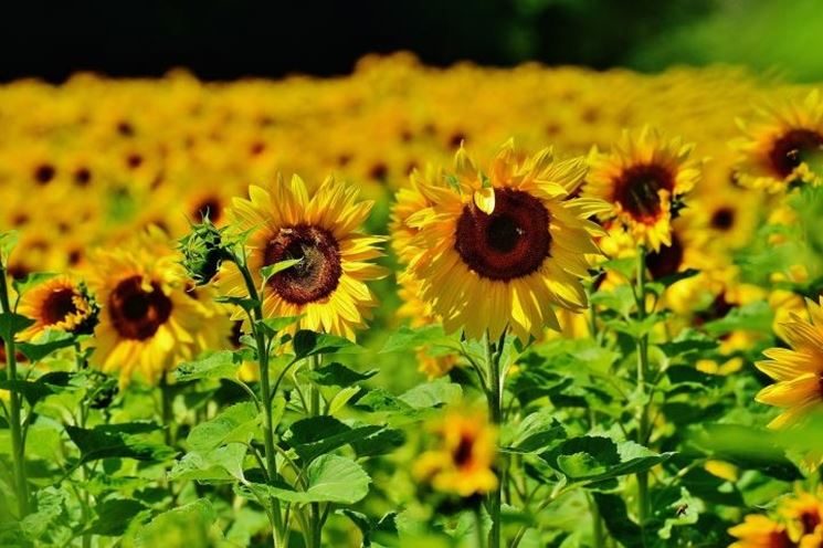 Tatuaggio girasole