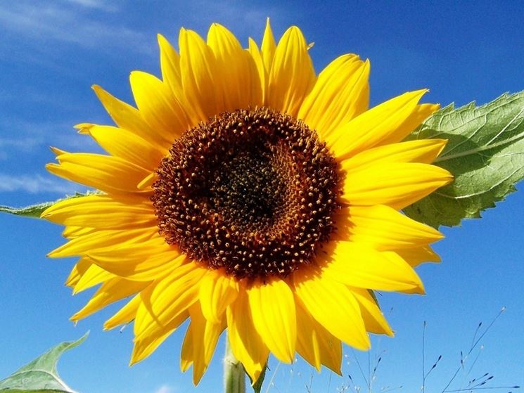 Girasole