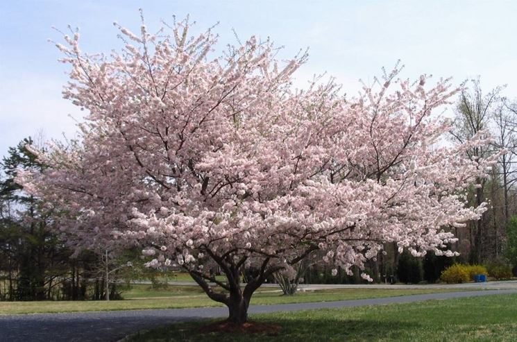 Albero di ciliegio in fiore