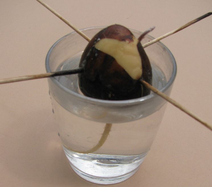 Seme avocado in acqua