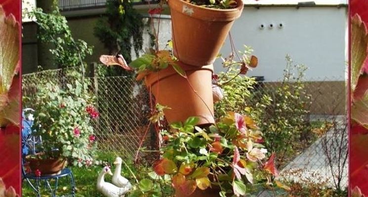 Fragole in vaso - Piccoli Frutti - Come coltivare le ...
