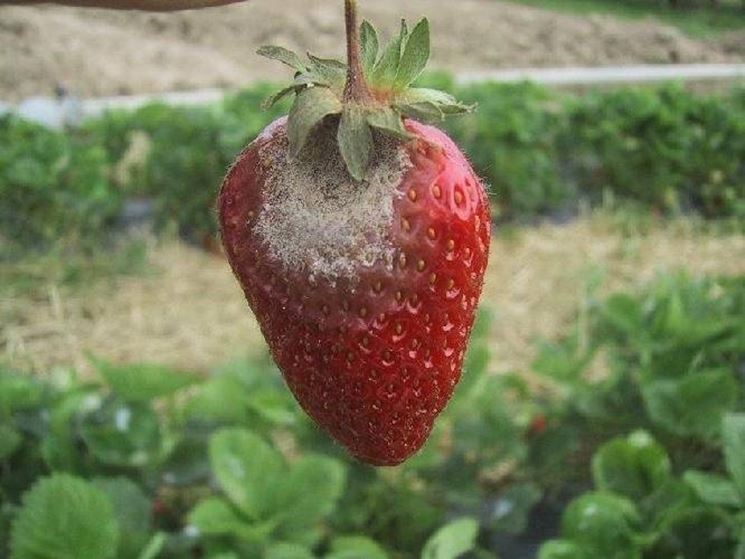 Frutto di fragola affetto da Botritys