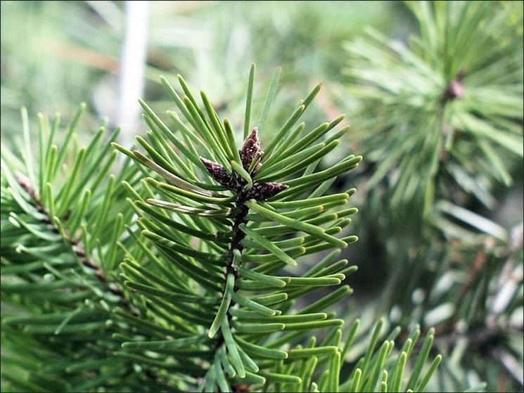 Forma Delle Foglie Botanica Forma Delle Foglie