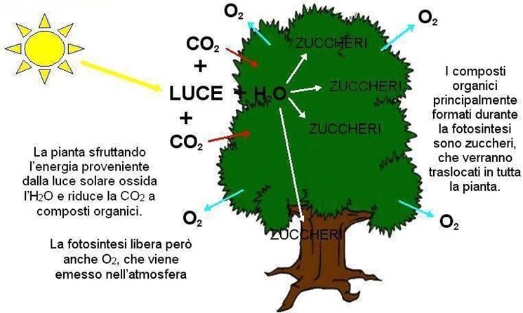 Formula generale della fotosintesi clorofilliana