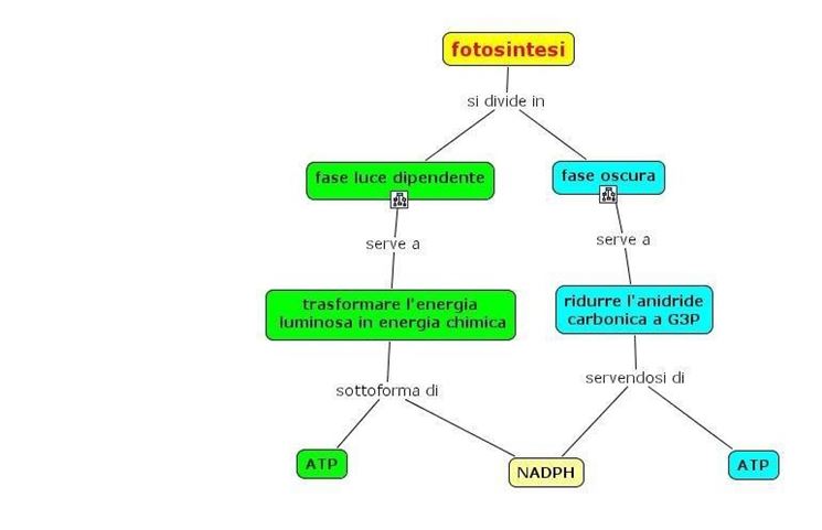 Fasi della fotosintesi clorofilliana