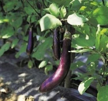 Concime organico per pomodori Concime organico per pomodori