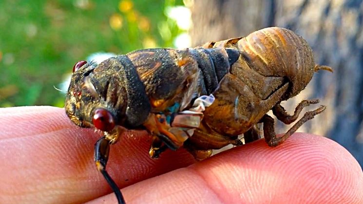 Involucro ninfale cicala