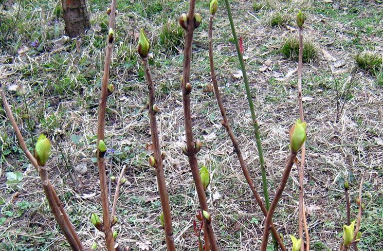 Come Potare Le Ortensie Potatura Potatura Delle Ortensie