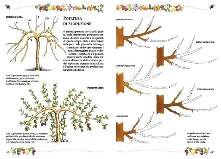 Come potare una pianta