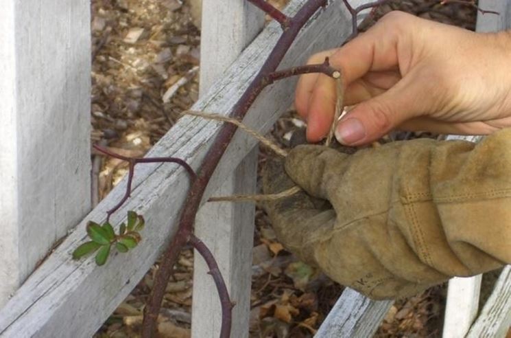 Sistemazione e potatura rose rampicanti.