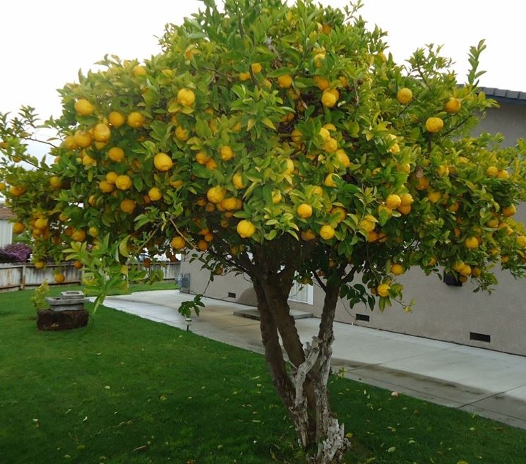 albero di limone davanti alla casa