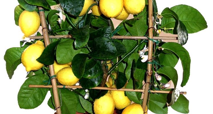 Potatura Limoni In Vaso Potatura Come Potare I Limoni