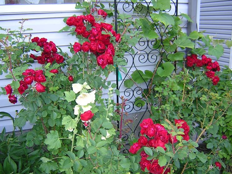 Potatura rose rampicanti