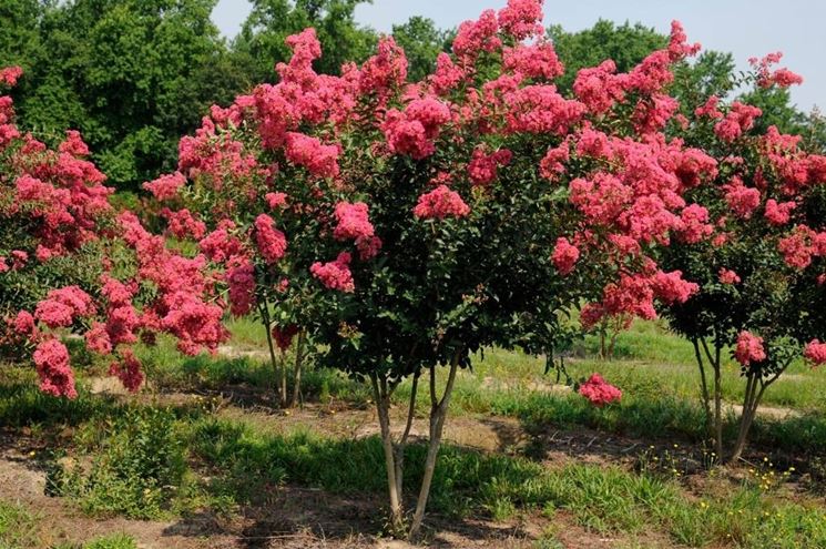 esemplari di Lagerstroemia indica in piena fioritura