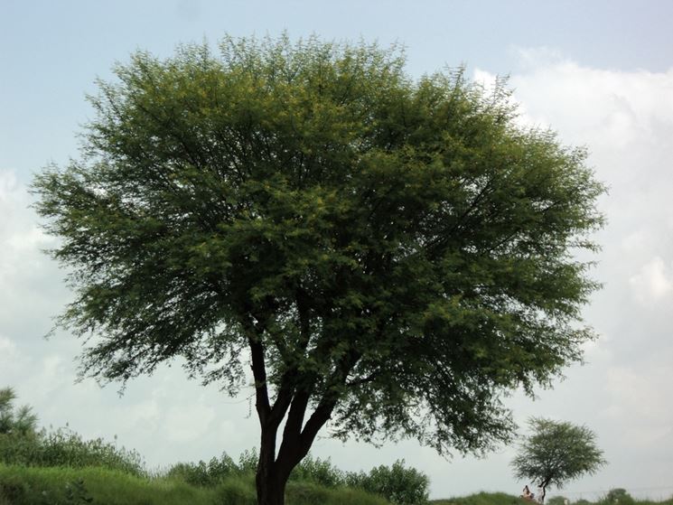 Albero di Acacia nilotica