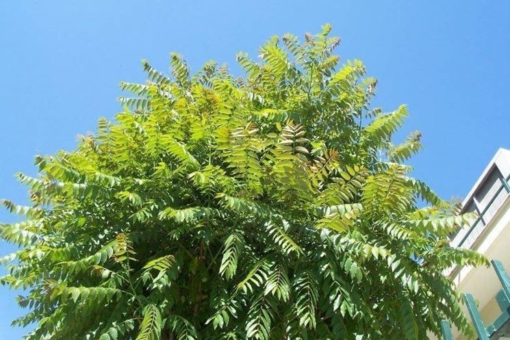 Chioma di un albero del paradiso