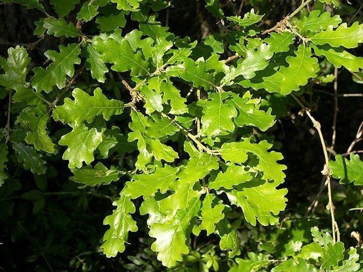 לגלות לתפוס הר קילאואה come riconoscere un albero dalle foglie לשחזר ...