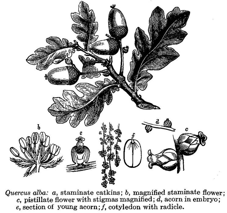 Disegno botanico di una specie di quercia, la Quercus Alba