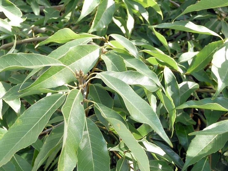 La Quercia a foglie di bambu'