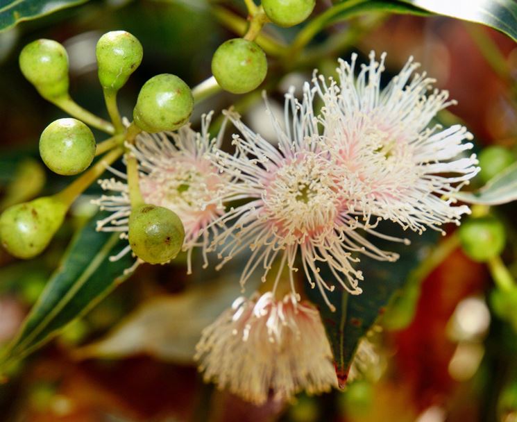 Fiori di eucalipto