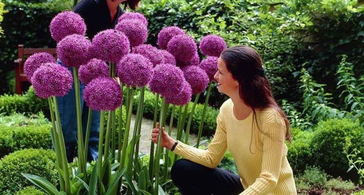 bulbi allium