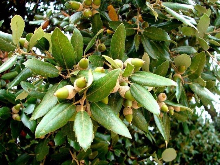 Fronde e ghiande dell'albero di Leccio