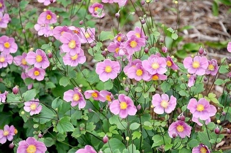 Cespuglio di anemone giapponese