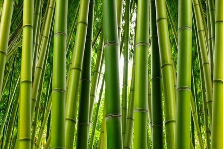 Canne di bambu