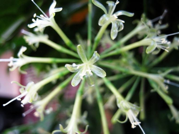 I fiori di una particolare specie di bambu giapponese