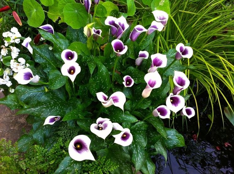 Zantedeschia 