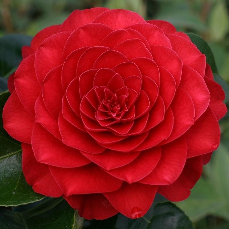 il primo piano di una camelia rossa