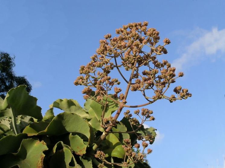 Orecchia di elefante fiore