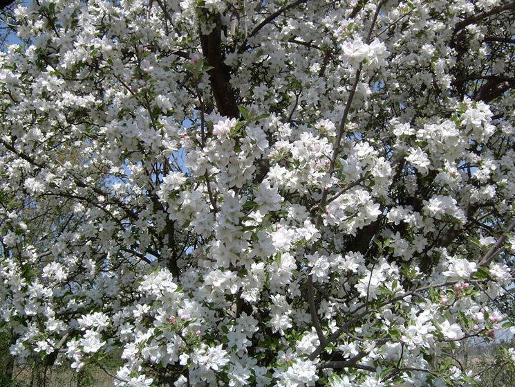 Chioma di melo da fiore