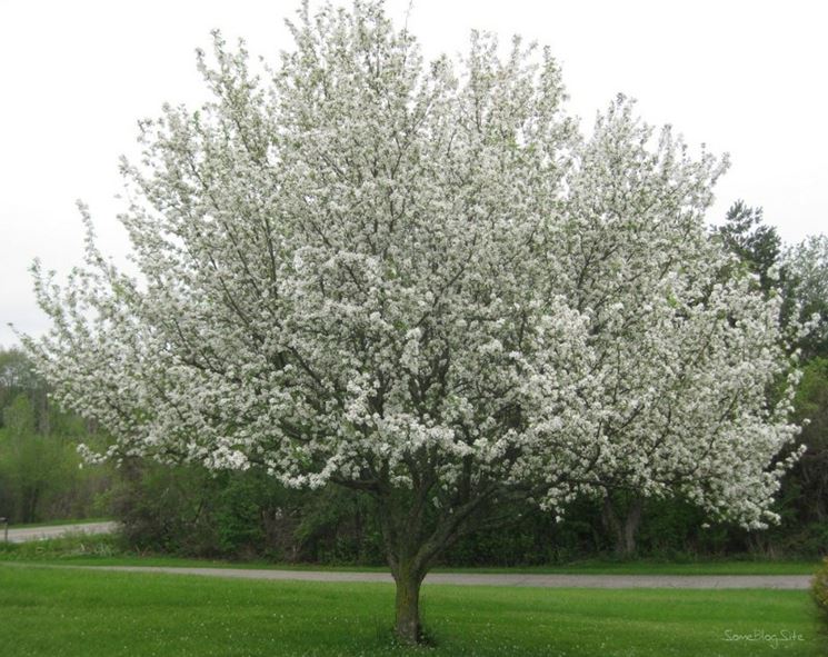 Albero in fiore