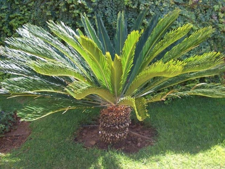 Un esemplare di palma cycas messa a dimora direttamente nel terreno