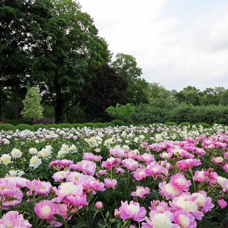 Giardino di peonie