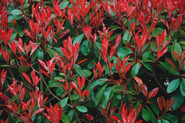 photinia particolare siepe