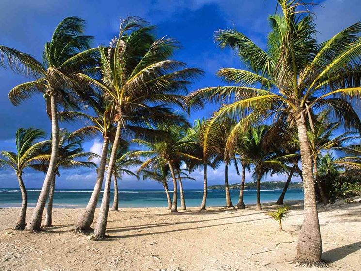 Piante di palme su una spiaggia