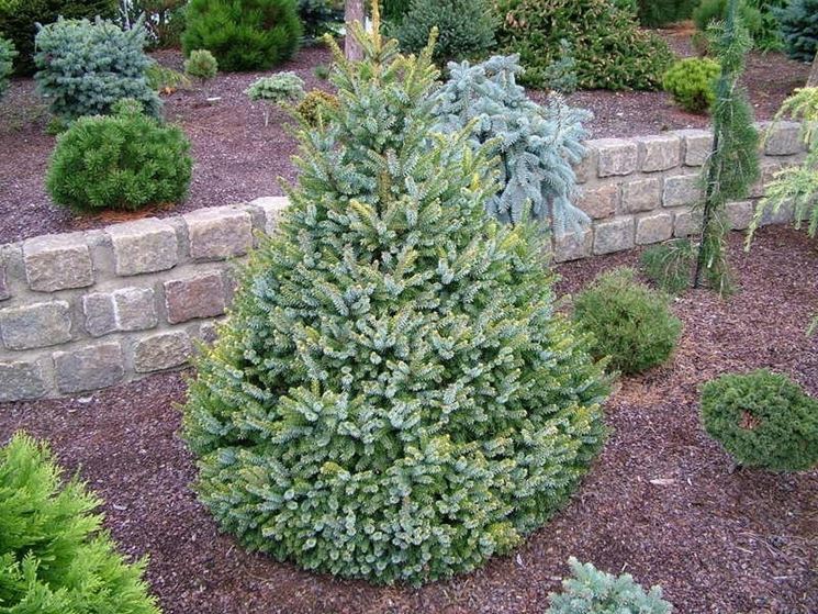 Picea omorika in giardino