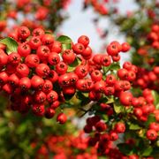 Pyracantha red column