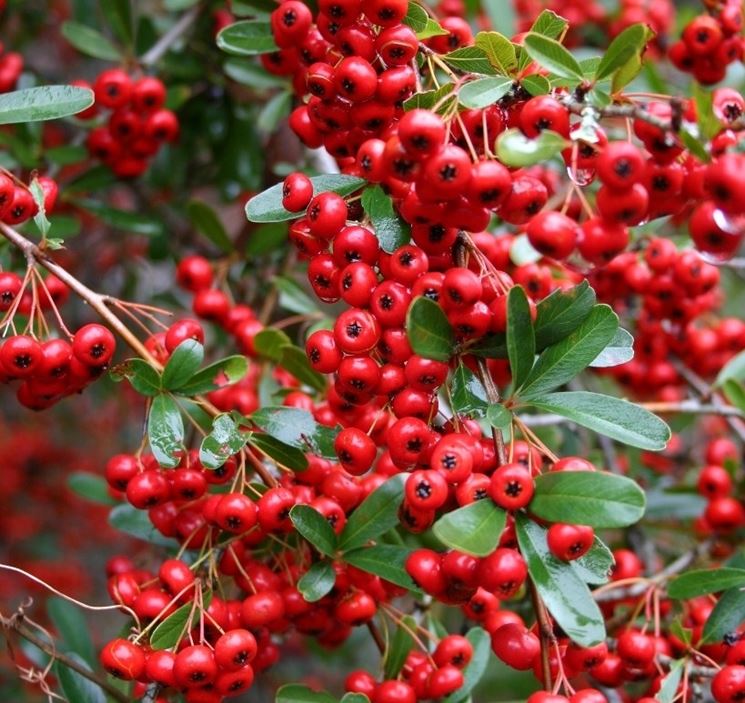 Pyracantha arbusto nel gelo con foglie di colore verde scuro e rosso  scarlatto bacche fotografato un freddo gelido inverno mattina Foto stock -  Alamy