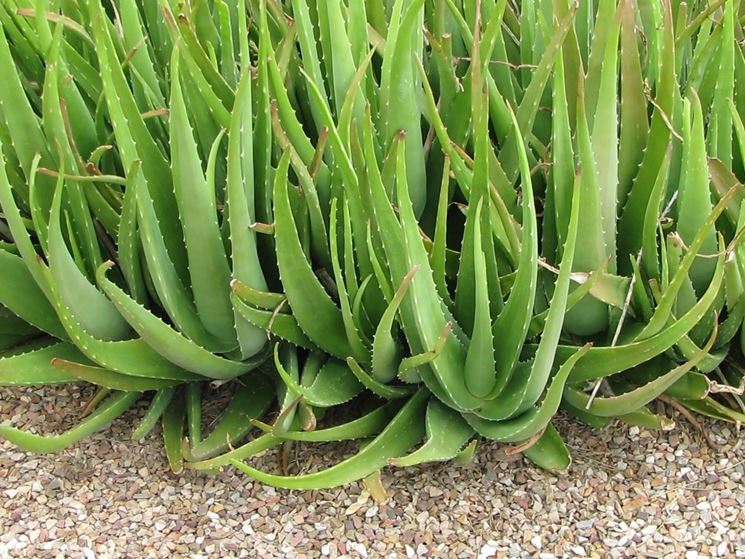 Pianta di Aloe vera