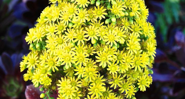 Esemplare di Sedum