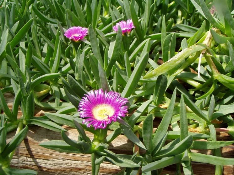 Fiore del cactus di Natale